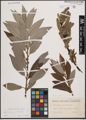 Foto von Salix cinerea L. x Salix viminalis L.